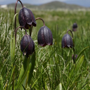 Fritillaira caucasica